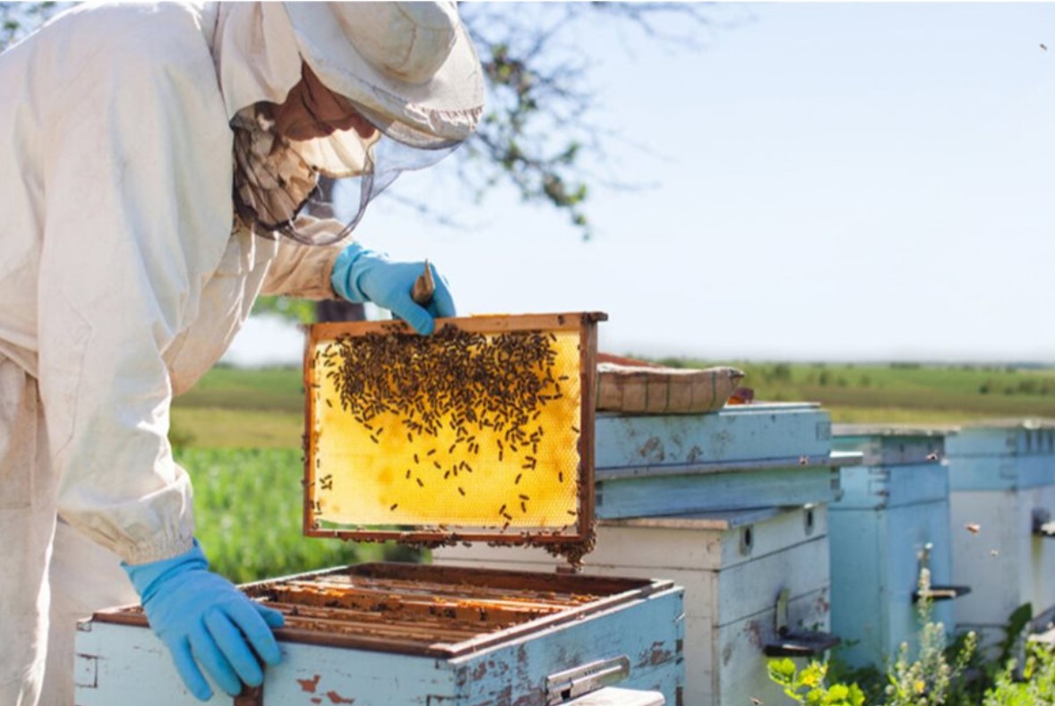 Έως 2 Ιουνίου 2025 οι αιτήσεις για την προστασία των μελισσοσμηνών